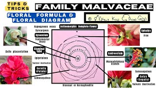 Family Malvaceae  Floral formula  Technical Botany  Floral diagram  Info Biodiversity [upl. by Aihsoem]