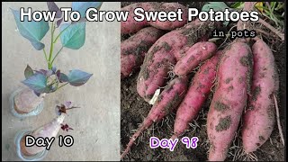 How To Grow Tons Of Sweet Potatoes In A 5Gallon Bucket [upl. by Ennazzus]