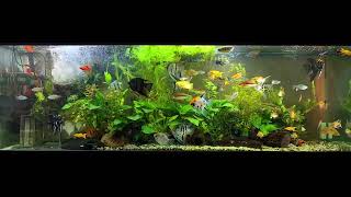 angelfish community aquarium [upl. by Aivatco]