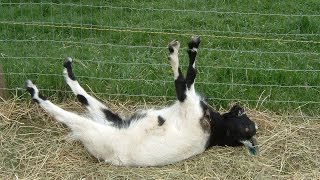 Best of Fainting Goats  EpicVirals  HD [upl. by Dieterich108]