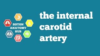 Internal Carotid Artery  Segments amp Branches [upl. by Tiffie]