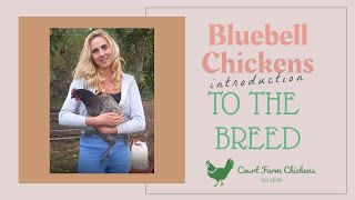 Bluebell Chickens  Are they good pets An introduction to the breed [upl. by Narot]