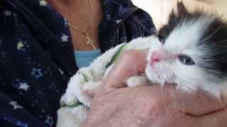 402 MommaCat Lily Puff 3 Wks Old hear him nursing amp purring VOKRA [upl. by Devehcoy]