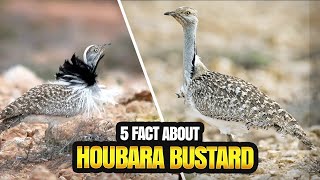 THE HOUBARA BUSTARD A RARE AND REGAL BIRD REVEALED IN 5 FACTS [upl. by Ellivnarg823]