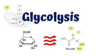 Glycolysis animation  10 Steps of Glycolysis [upl. by December727]