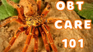 Orange Baboon Tarantula Care  Best Tarantulas for Beginners Pterinochilus murinus [upl. by Aynahs]