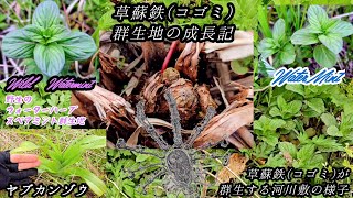 コゴミの群生する身近な河川敷でWaterMint群生見付けた日【2024年3月末日山菜採り】 [upl. by Hevak]