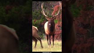 Active Elk Bull Bugles and Courts with His Harem During the Elk Rut [upl. by O'Donnell36]