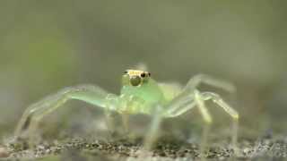 Googly Eyed Jumping Spider [upl. by Maggy]