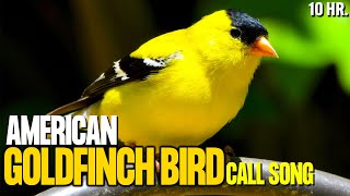 American Goldfinch Bird Call Song  Goldfinch Bird Singing  Goldfinch Bird Sounds For Relax Sleep [upl. by Alsi]