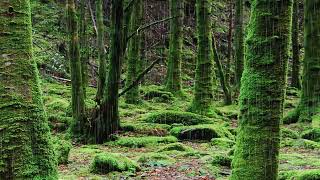 Endormezvous au son de la pluie dans une forêt de rêve Endormezvous rapidement sans pause [upl. by Furiya933]