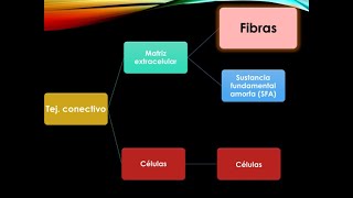 Tejido conectivo  Fibras de la matriz extracelular JINV [upl. by Ynaffik]