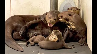 Giant Otter Triplets Born at Yorkshire Wildlife Park [upl. by Tunnell]