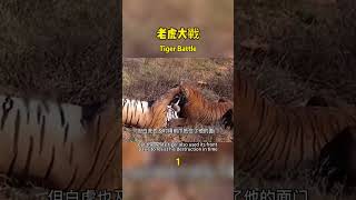 Two tigers fighting fiercely老虎大戰，第一集 wildanimalstiger  nature 野生動物 [upl. by Tolland]