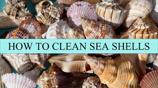 How to clean sea shells My process for getting crusty grimy sea shells gorgeous again [upl. by Rehpotsirc]