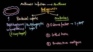 Bacillus anthracis pathogenesis [upl. by Edyaw]