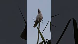 Corella Cockatoo aussie bird birdsong [upl. by Etteuqal]