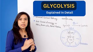 Glycolysis Pathway Explained  biochemistry [upl. by Jerz974]