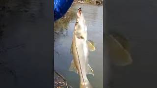 fishing pegadeira de robalo [upl. by Baxy]