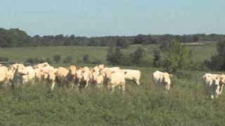 YearRound Cattle Grazing [upl. by Ecarg]