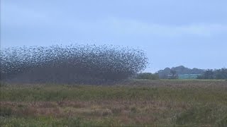 丹麥奇觀！星椋鳥奇特飛行創造「黑太陽」【大千世界】世界奇景｜椋鳥 starling｜世界遺產｜遷徙 [upl. by Crabb]