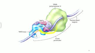 Eukaryotic Gene Regulation [upl. by Ilime]