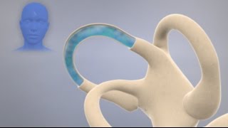 How the Inner Ear Balance System Works  Labyrinth Semicircular Canals [upl. by Liartnod]