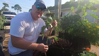 Growing Purple Sweet Potatoes in a 20 gallon container in florida [upl. by Ellenig701]