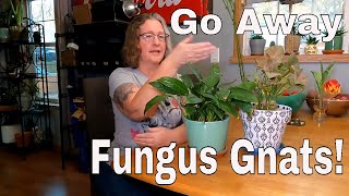 How To Get Rid of Dreaded Fungus Gnats [upl. by Azarcon]