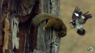 Woodpecker Fends Off Squirrel  North America [upl. by Avram]