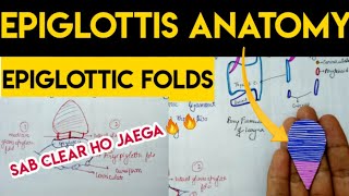 Epiglottis and epiglottic folds  aryepiglottic fold [upl. by Suqram]