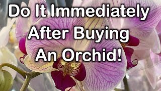 Do this right after purchasing orchids to ensure longevity [upl. by Atir]