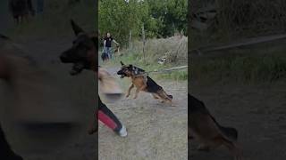 German Shepherd training Practicing a powerful grip DAYBERGODESSA Odessa Ukraine [upl. by Pul474]