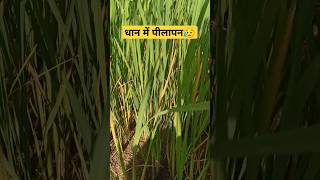 😥धान में पीलापनतनाछेदब्लास्टagriculturepaddyshortsviralshortyoutubeshortsfarmingwithpiyush [upl. by Euqirrne980]