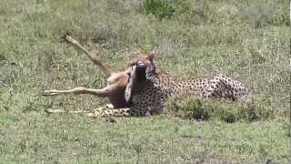 Serengeti  Gepard attakiert BabyGnu  Cheetah attacks Wildebeestbaby [upl. by Seth]