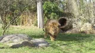 Löwe Fütterung im Zoo Leipzig [upl. by Engelhart]