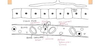 OCR AS Biology quothard conceptsquot  F211 Blood Tissue fluid and Lymph [upl. by Gun]