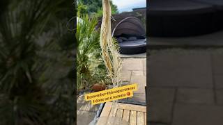 Look at the tap roots on this OMG foryou gardening allotmentlife shortsvideo shortsviral [upl. by Ellswerth]