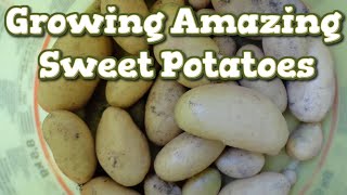 How to growing sweet potatoes First Attempt [upl. by Lebatsirc471]