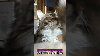 【ねこショート】 ジョー ★ コっさん 【Oh Baby give me one more kiss】 [upl. by Hedda]