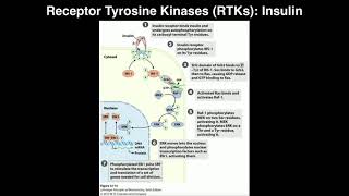 Biosignaling  Receptor Tyrosine Kinases amp Insulin [upl. by Zetnahs204]