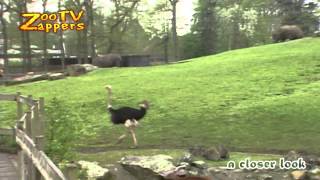 Struisvogel paringsdans  Ostrich mating dance 01 [upl. by Surad]