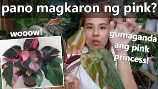 HOW TO GET MORE PINK TO PHILODENDRON PINK PRINCESS  How To Propagate Philodendron Pink Princess [upl. by Engamrahc]