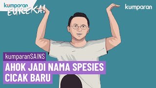 Tim Peneliti LIPI Pakai Nama Ahok untuk Spesies Cicak Baru  EUREKA [upl. by Nolham119]