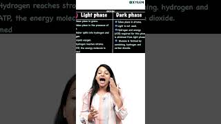 Difference Between Light Phase amp Dark Phase   Xylem Class 9 [upl. by Tabbi]