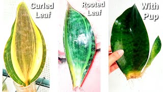 Sansevieria Masoniana Care Guide  Rhizome Root Rot amp Leaf Propagation Whale Fin Snake Plant [upl. by Vadnee337]