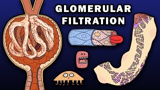 GLOMERULAR FILTRATION  ANATOMY AND PHYSIOLOGY  NEPHRON PART 1 [upl. by Gothurd]