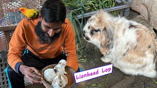 লায়নহেড লপ খরগোশ বাচ্চা দিয়েছে  Lionhead Lop Rabbit gave birth  Birds Canvas [upl. by Kanor740]