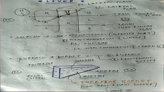 Liver Anatomy  Part 1  AbdomenAnatomy  TCML [upl. by Swane]