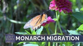 Monarch Migration through Irving [upl. by Anidnamra215]